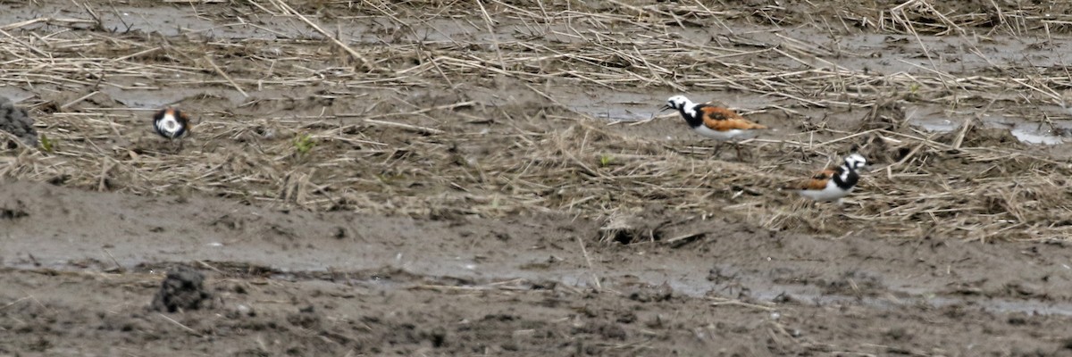 翻石鷸 - ML637004778