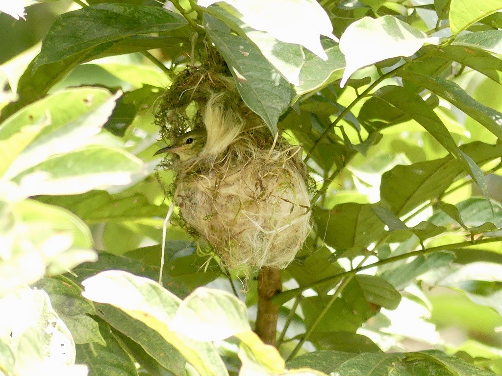 Fraser's Sunbird - ML637004789