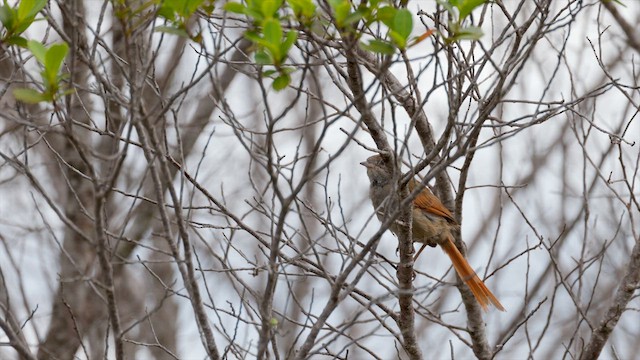 Sooty-fronted Spinetail - ML637004797