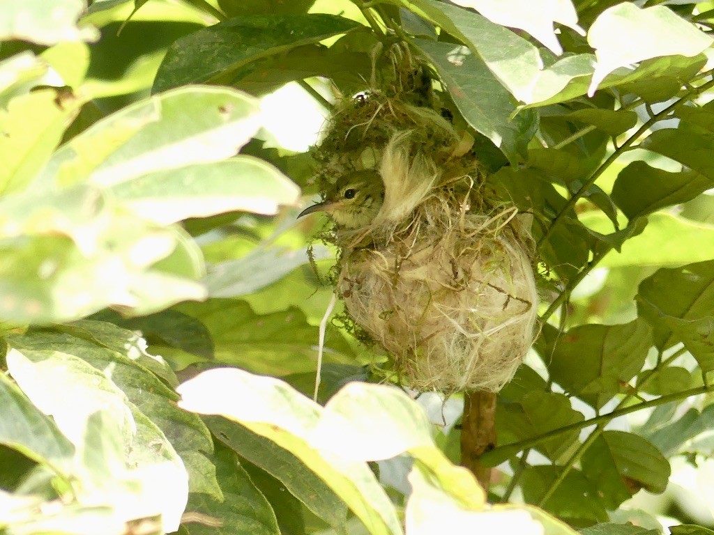 Fraser's Sunbird - ML637004798