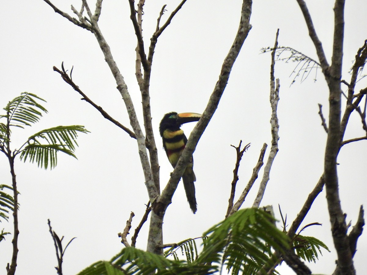 Many-banded Aracari - ML637004829
