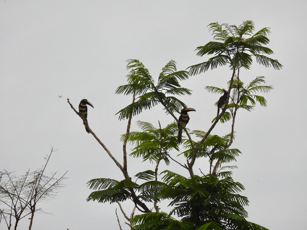 Many-banded Aracari - ML637004830