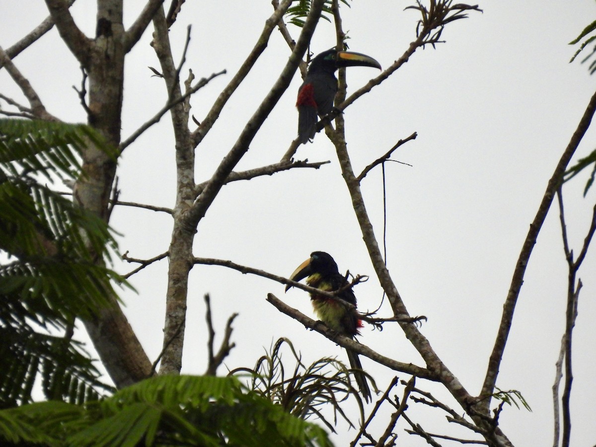 Many-banded Aracari - ML637004831