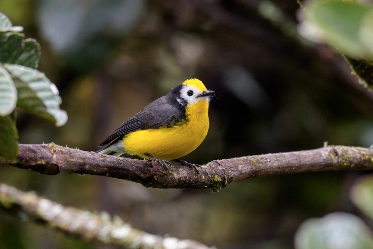 Golden-fronted Redstart (Yellow-fronted) - ML637004872
