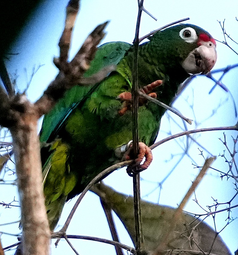Puerto Rican Amazon - ML637004927