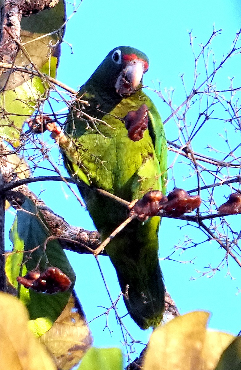 Puerto Rican Amazon - ML637004931