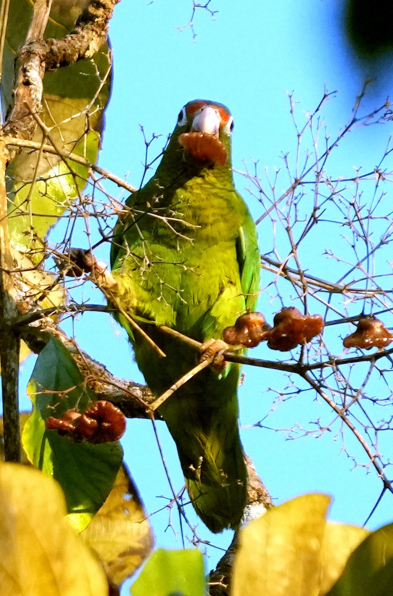 Puerto Rican Amazon - ML637004932