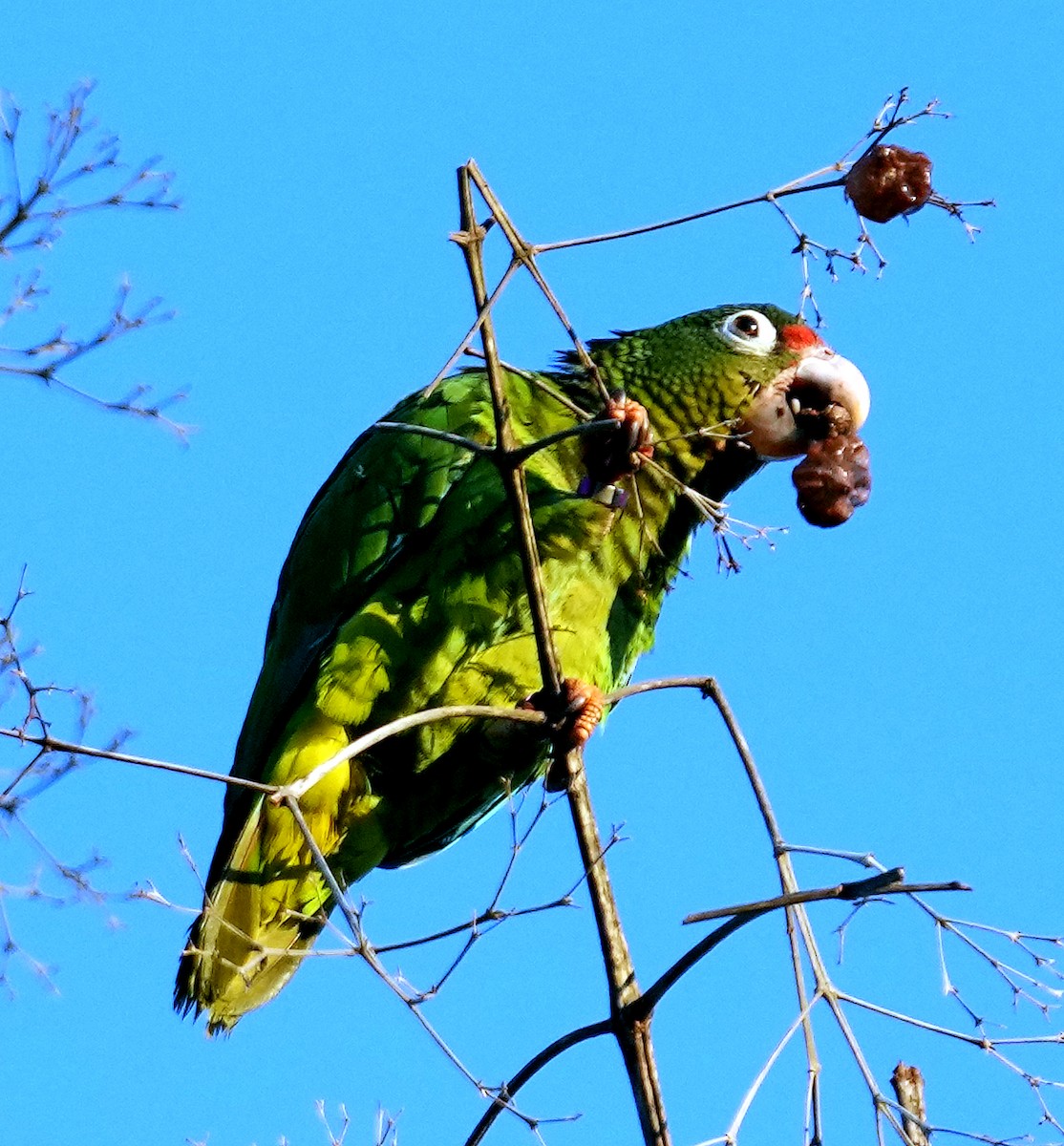 Puerto Rican Amazon - ML637004934