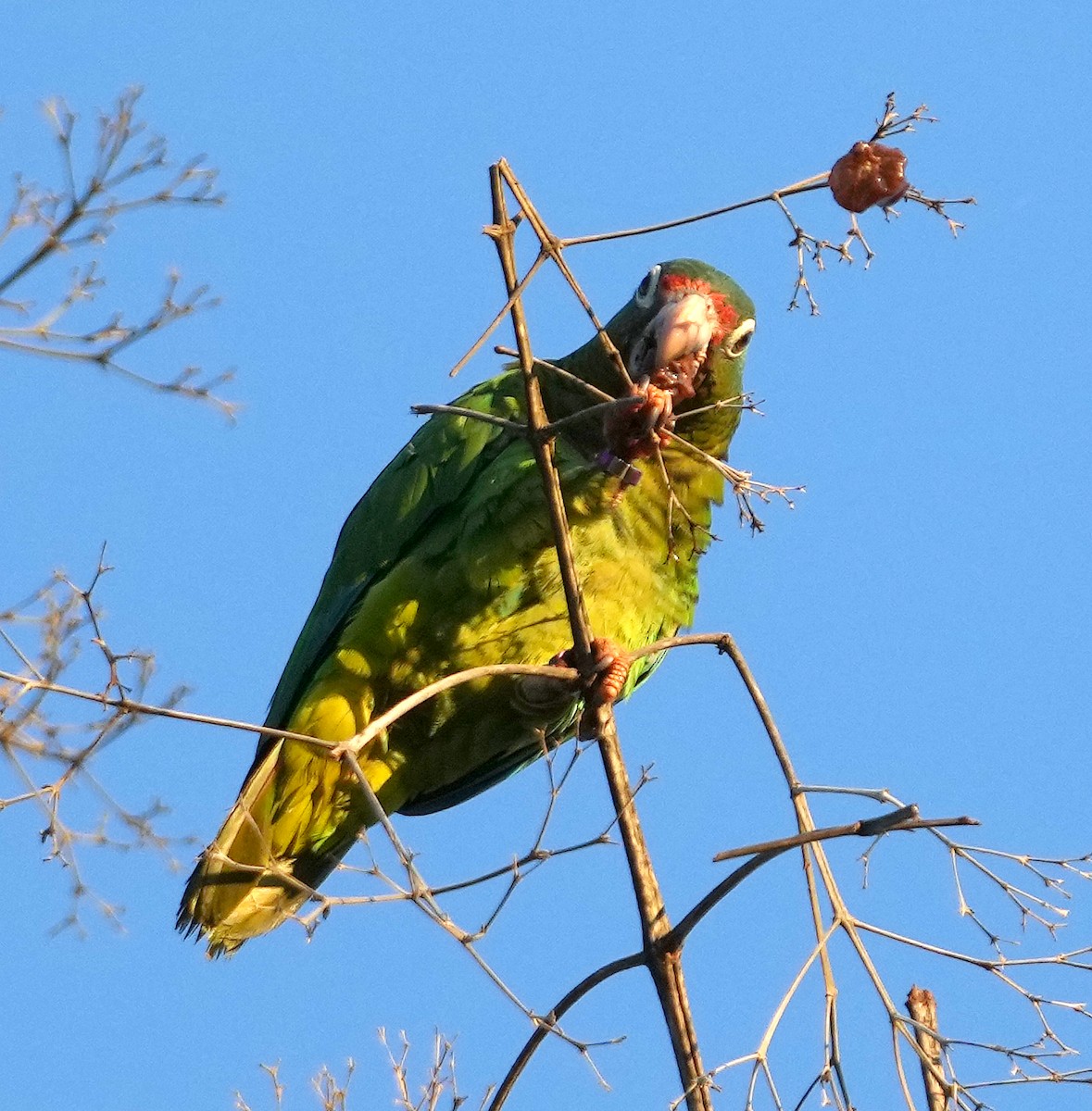Puerto Rican Amazon - ML637004935
