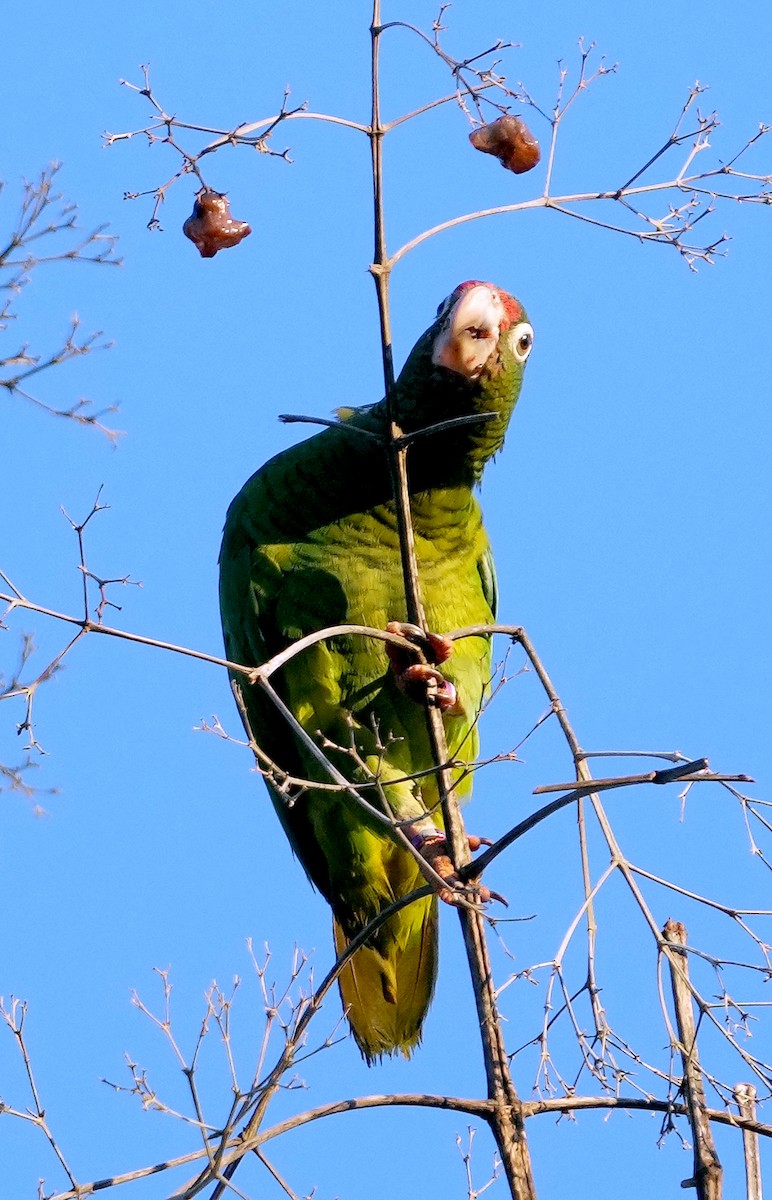 Puerto Rican Amazon - ML637004936