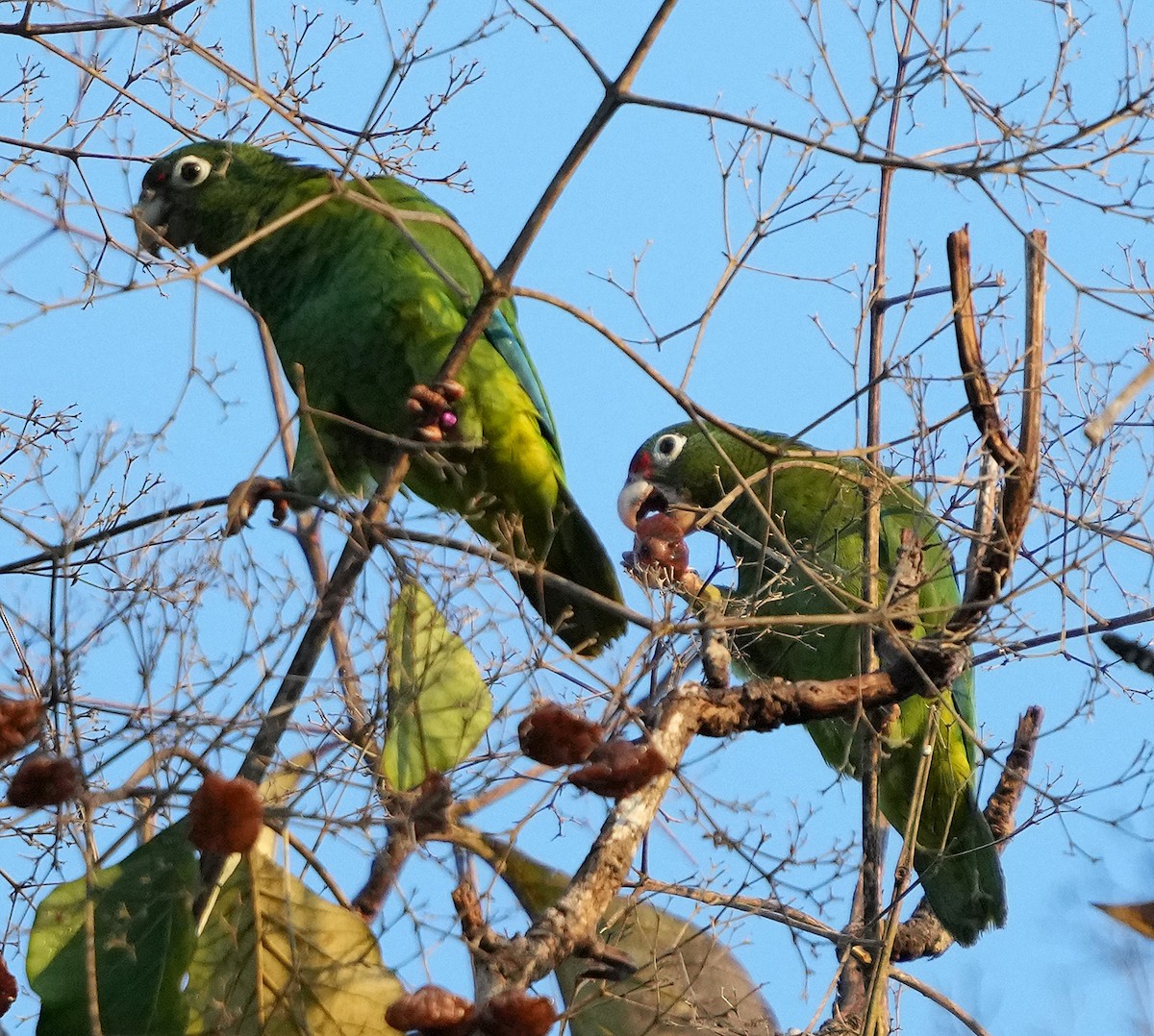 Puerto Rican Amazon - ML637004938