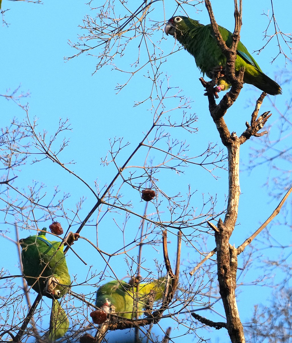 Puerto Rican Amazon - ML637004939