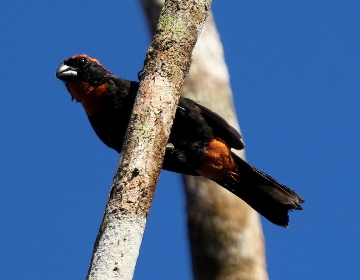 Puerto Rican Bullfinch - ML637004965
