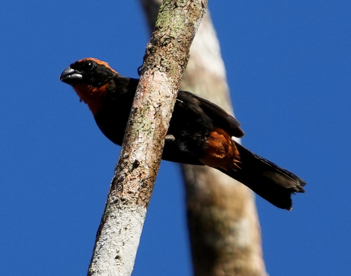 Puerto Rican Bullfinch - ML637004966