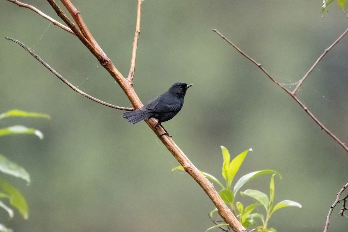 Black Flowerpiercer - ML637005035