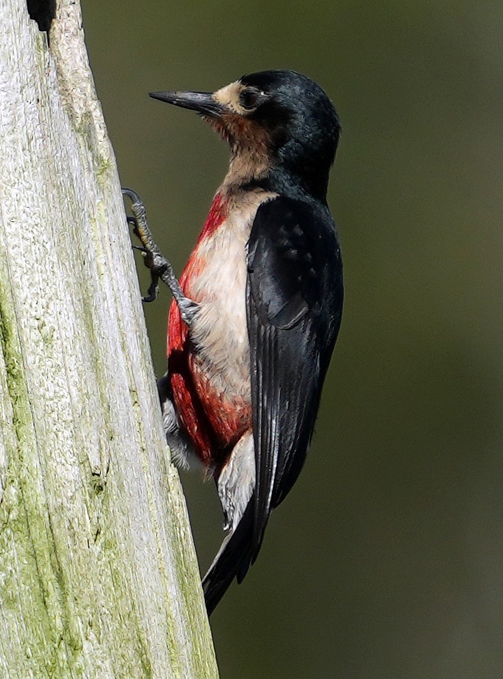 Puerto Rican Woodpecker - ML637005055