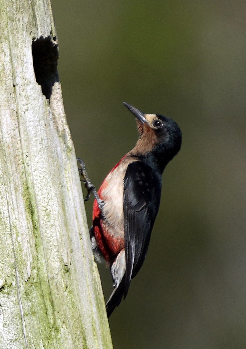 Puerto Rican Woodpecker - ML637005056