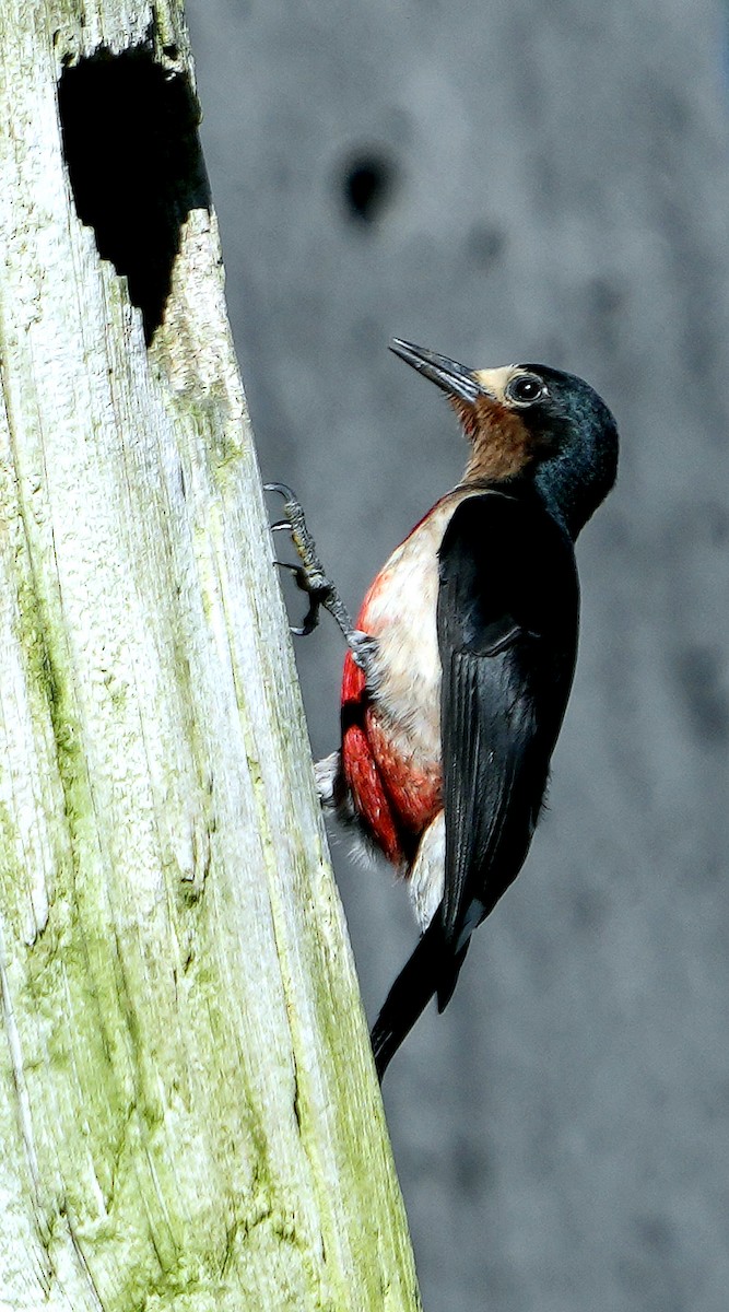 Puerto Rican Woodpecker - ML637005057