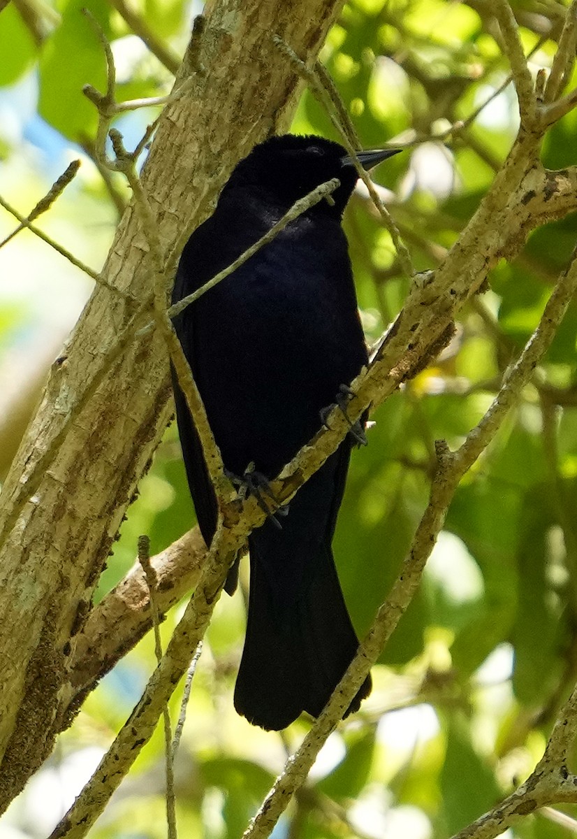 Shiny Cowbird - ML637005074