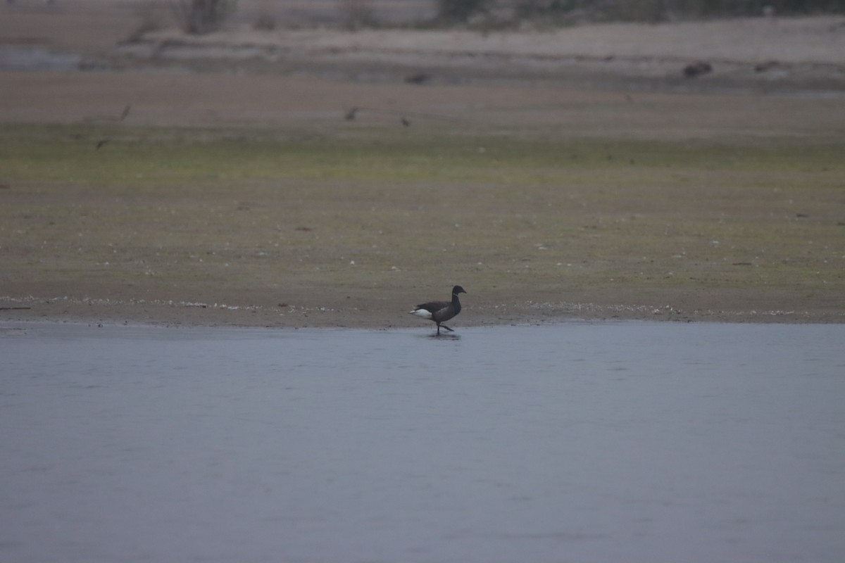 Brant - ML637005079