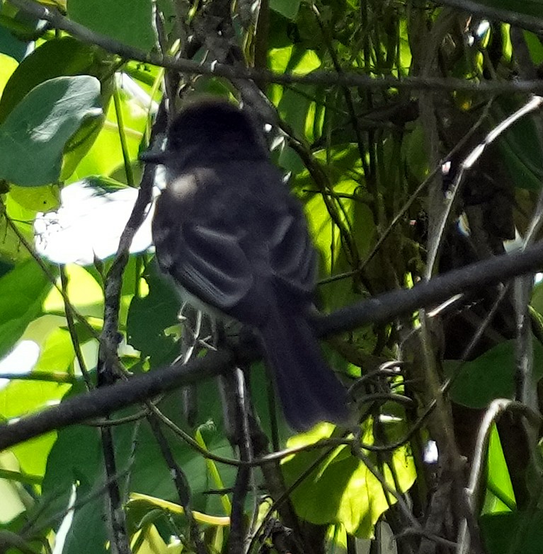Loggerhead Kingbird (Puerto Rico) - ML637005082