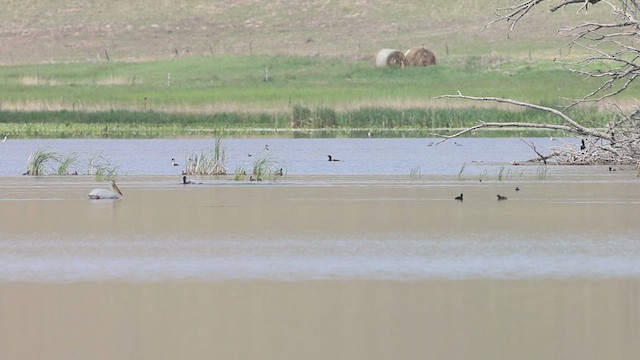 Kara Boyunlu Batağan - ML637005202