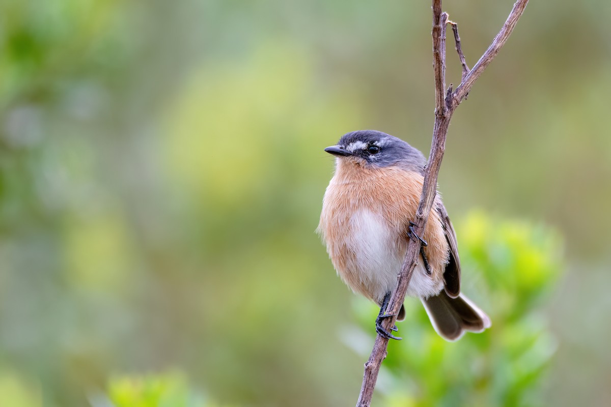 Gray-backed Tachuri - ML637005203