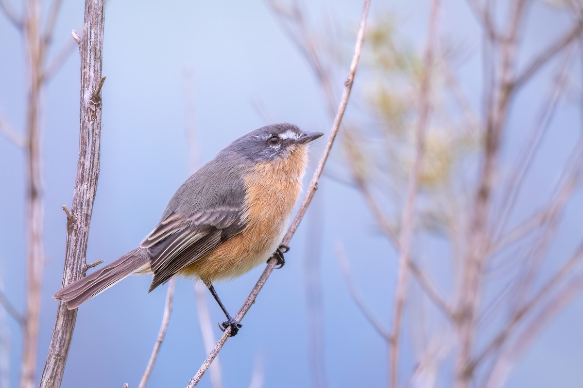 Gray-backed Tachuri - ML637005204