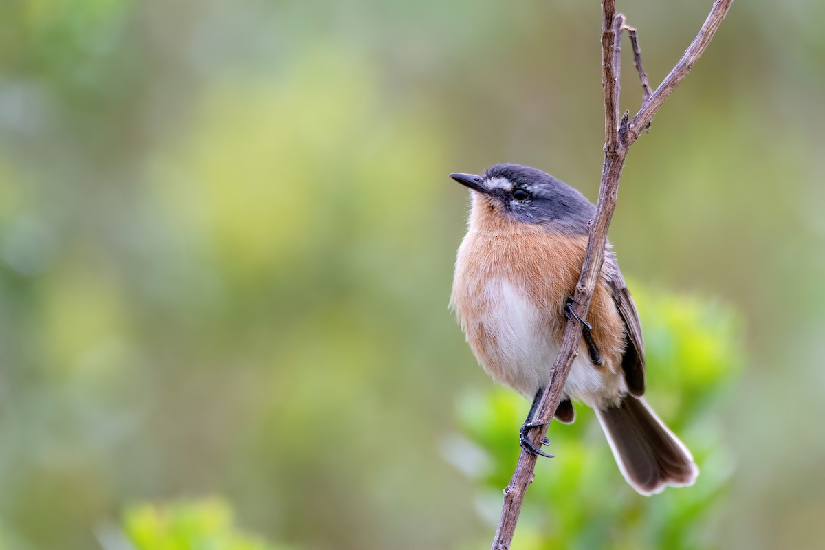 Gray-backed Tachuri - ML637005205