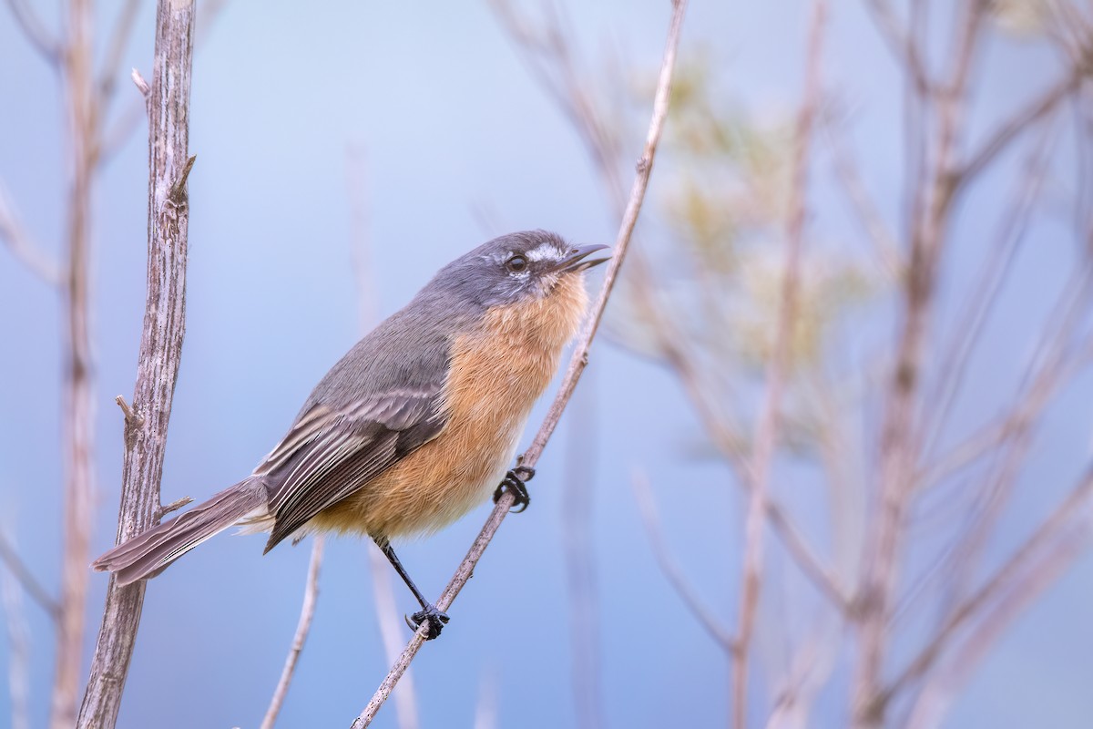 Gray-backed Tachuri - ML637005206