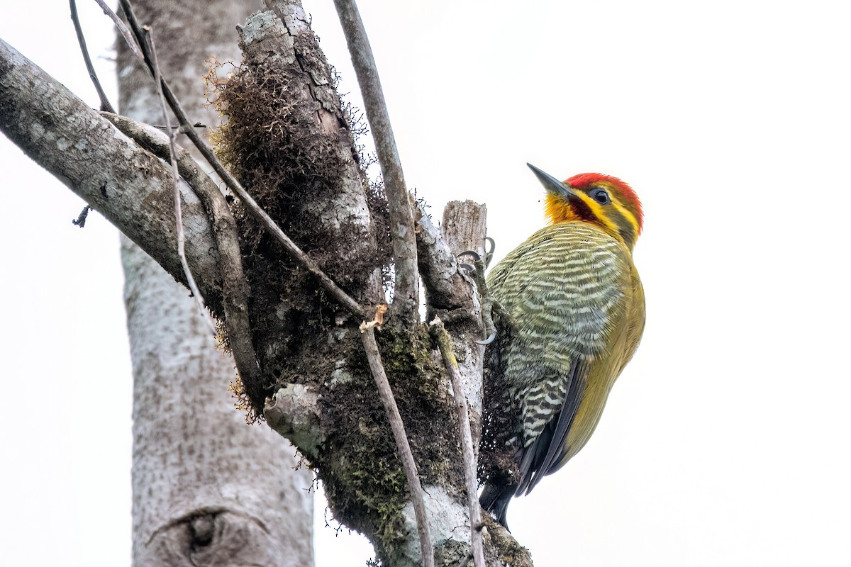 White-browed Woodpecker - ML637005245