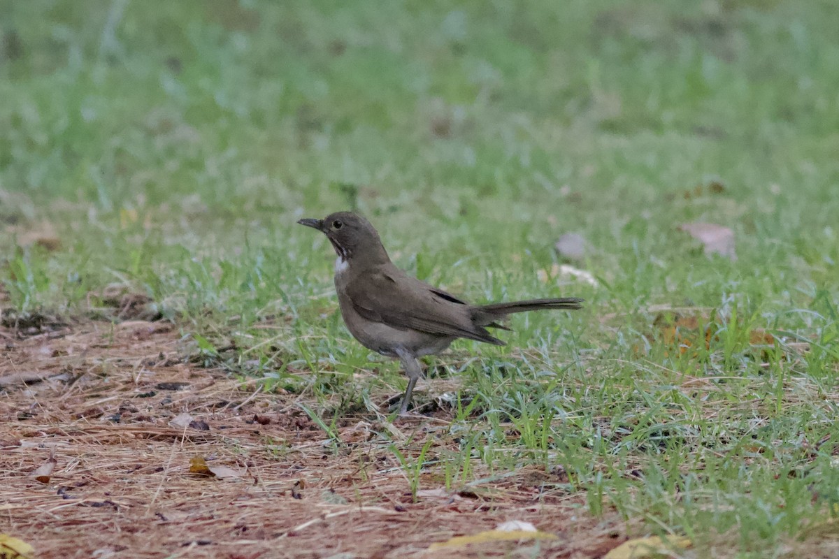 White-throated Thrush - ML637005342