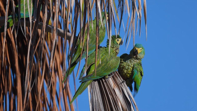 Red-bellied Macaw - ML637005418