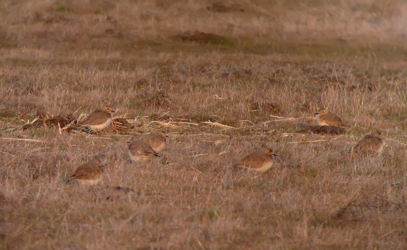 Mountain Plover - ML637005464