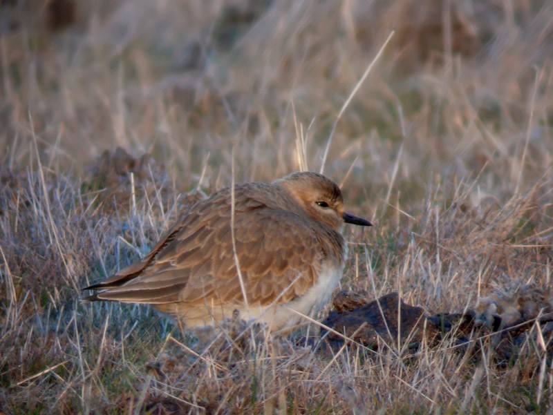 Mountain Plover - ML637005483
