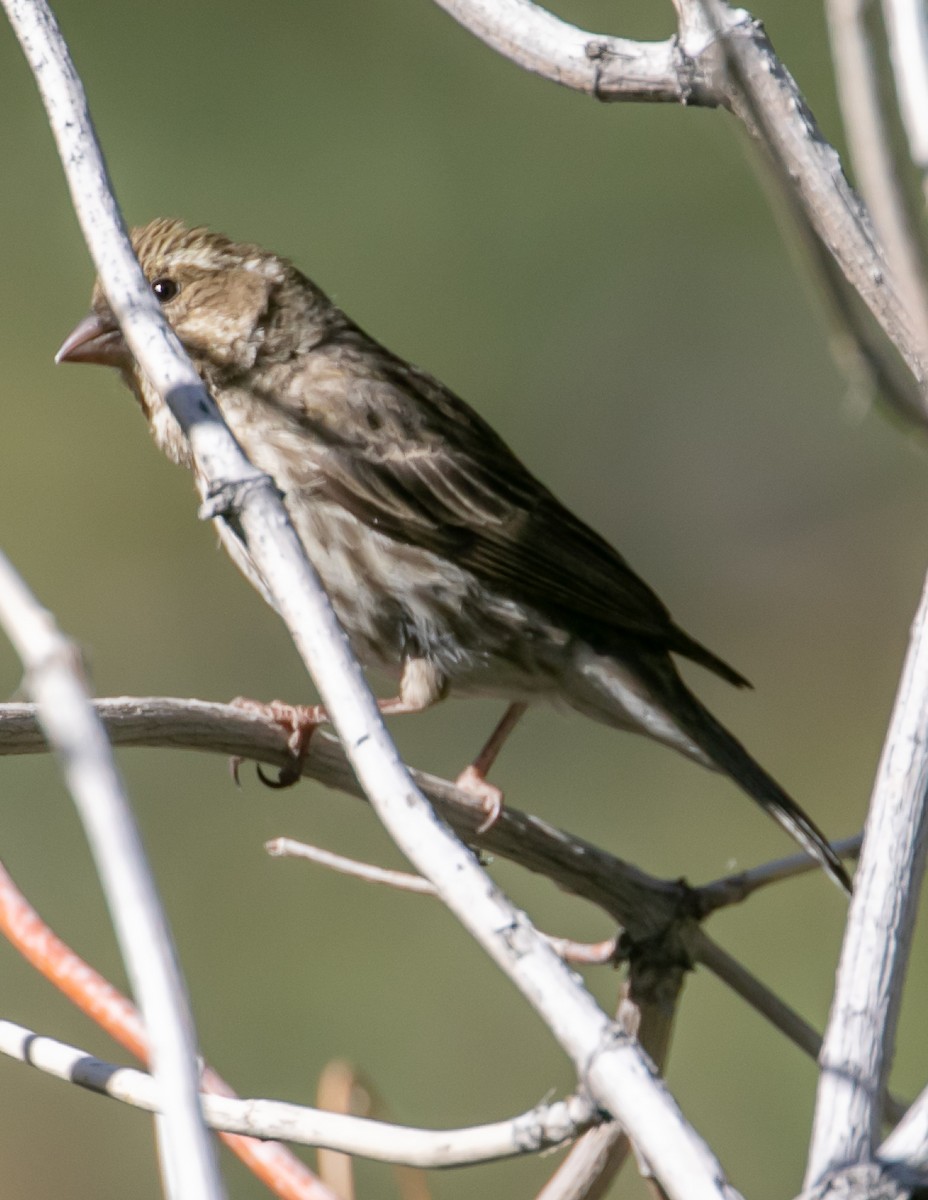 Purple Finch - ML637005552