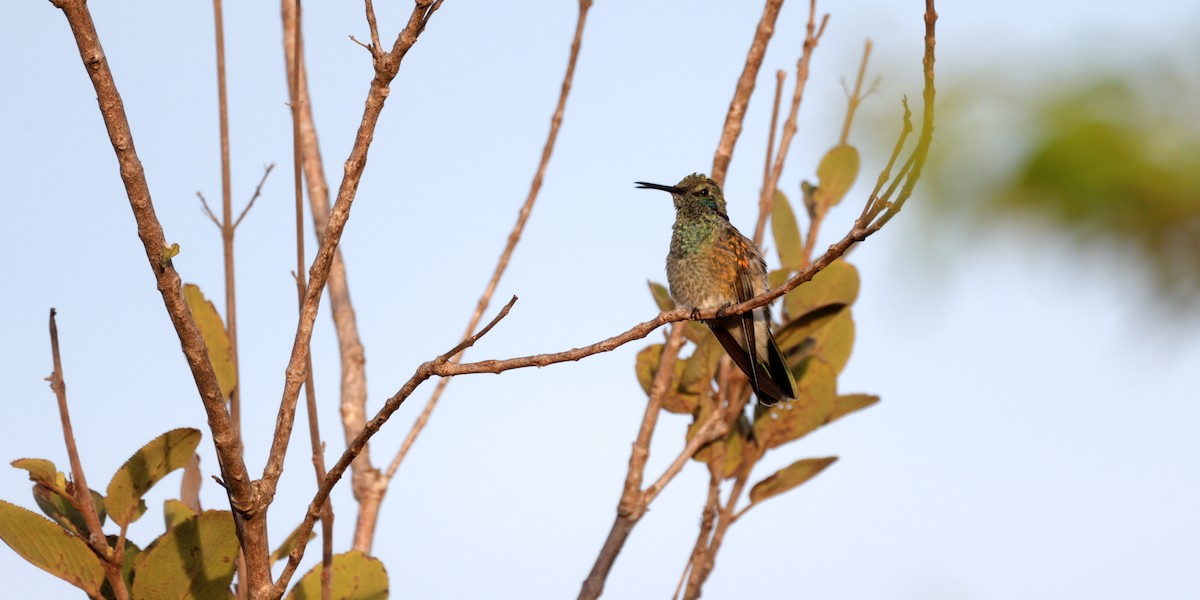 White-vented Violetear - ML637005557