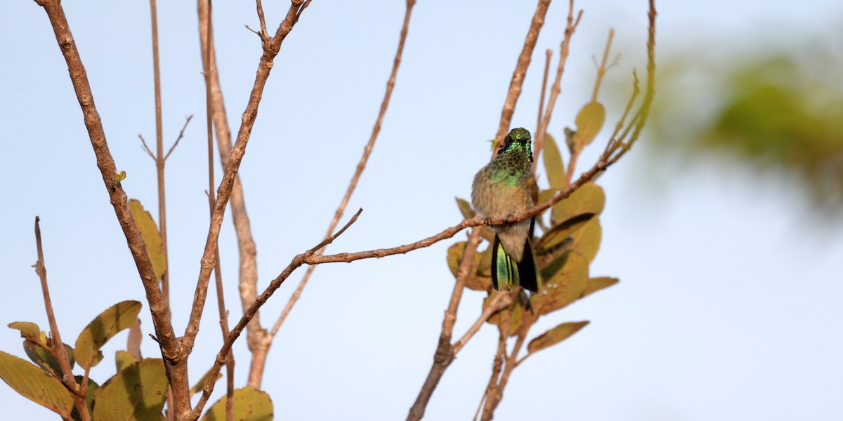 White-vented Violetear - ML637005559