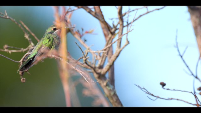 White-vented Violetear - ML637005570