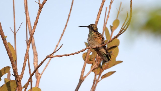 White-vented Violetear - ML637005573