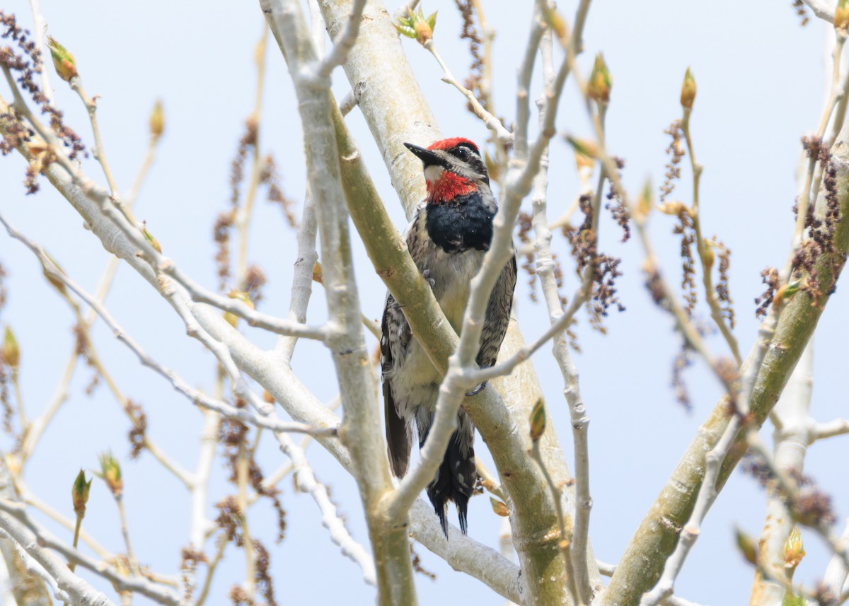 Red-naped Sapsucker - ML637005577