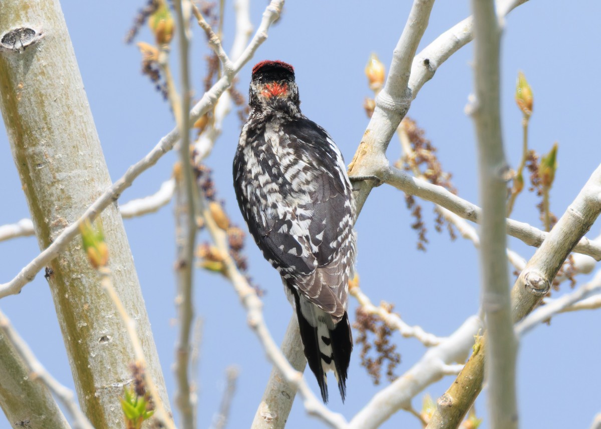 Red-naped Sapsucker - ML637005579
