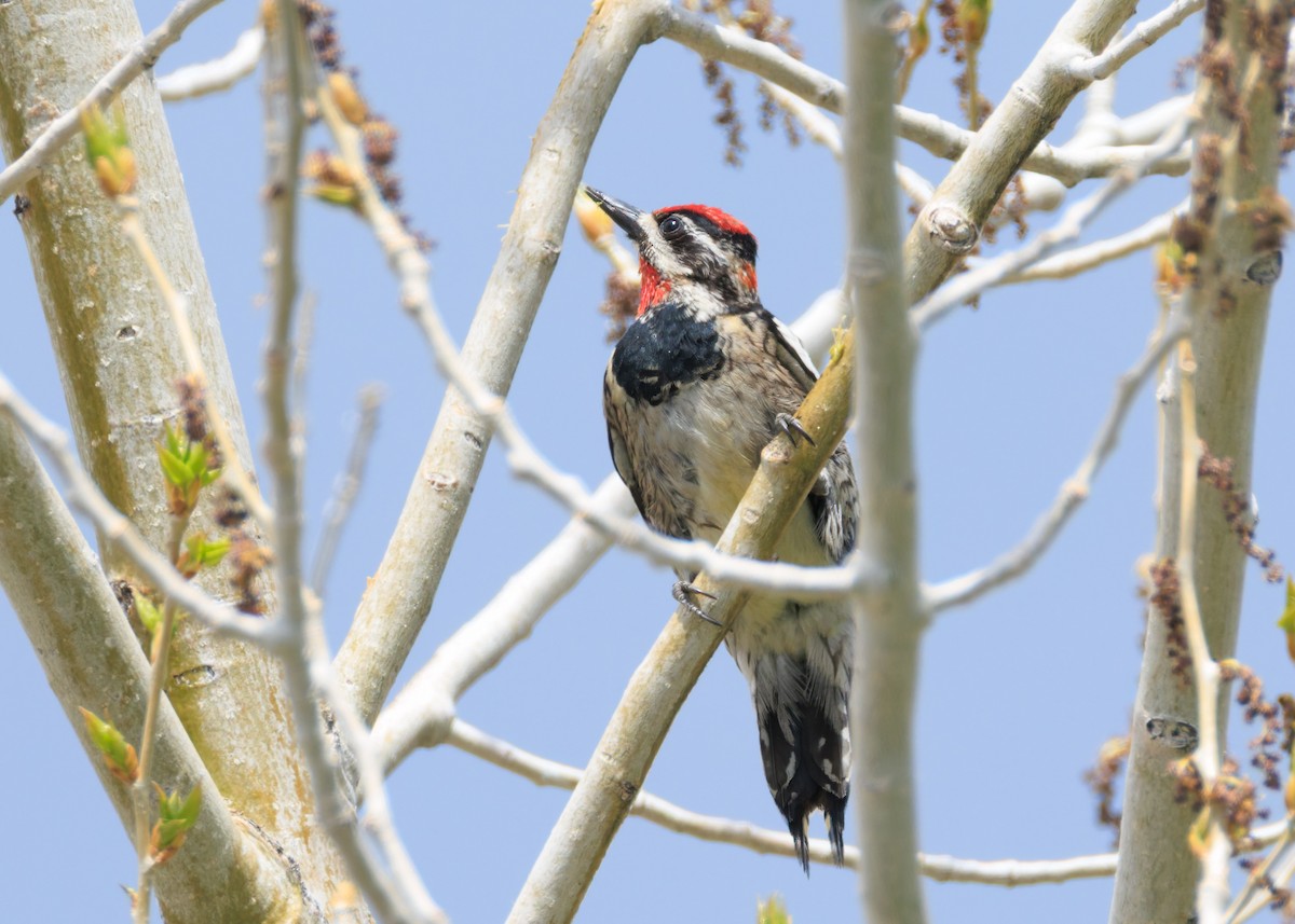 Red-naped Sapsucker - ML637005581