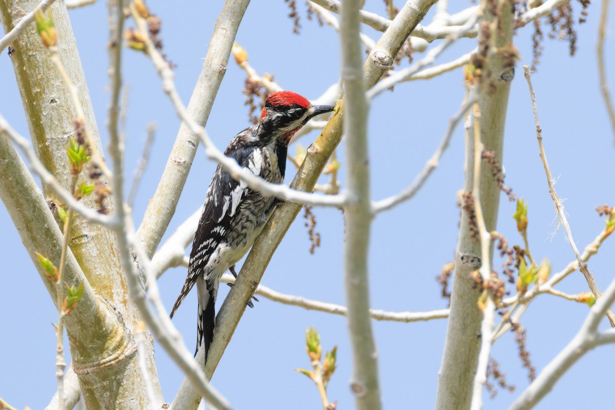 Red-naped Sapsucker - ML637005583