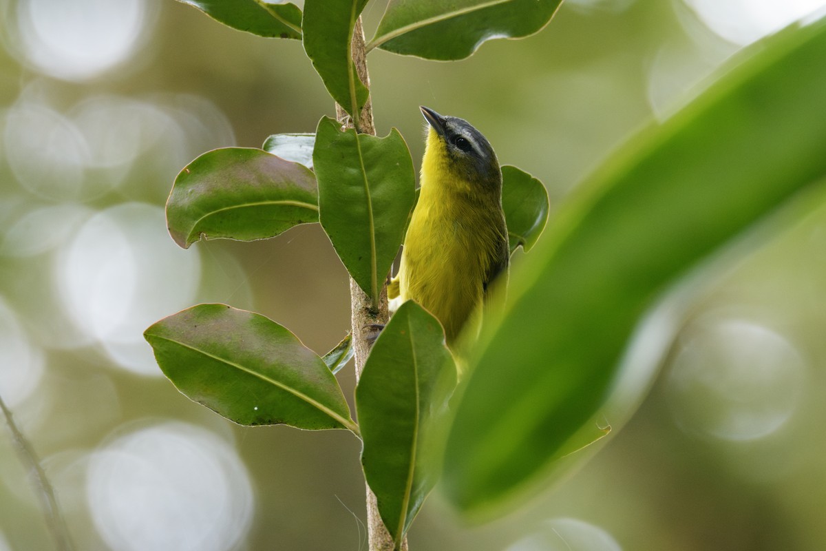 Golden-crowned Warbler - ML637005618