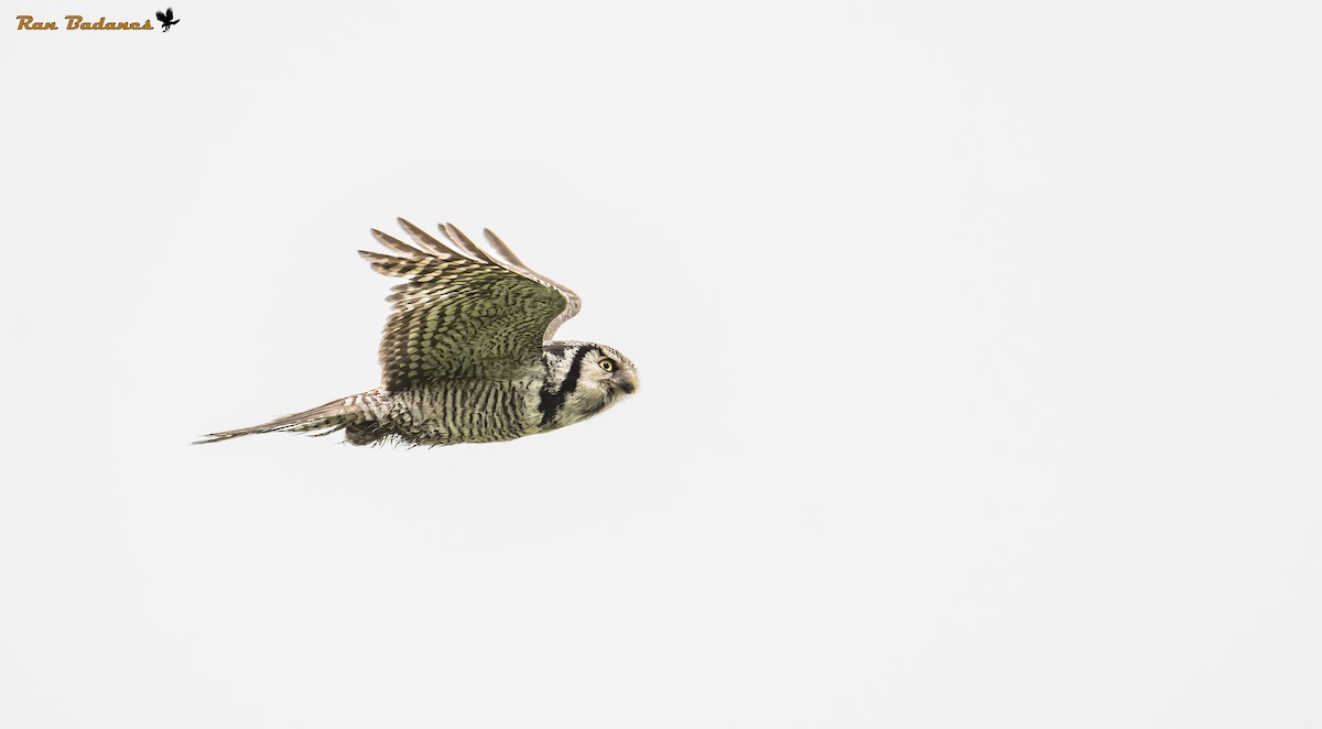 Northern Hawk Owl - ML637005633