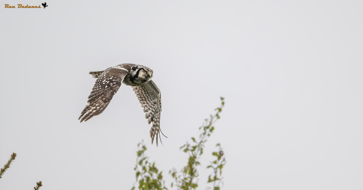 Northern Hawk Owl - ML637005634