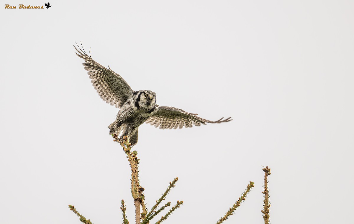 Northern Hawk Owl - ML637005636