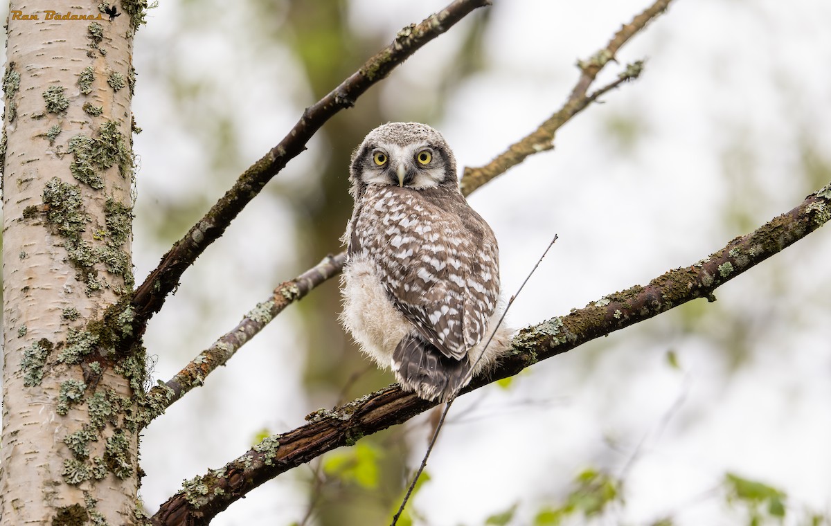 Northern Hawk Owl - ML637005637