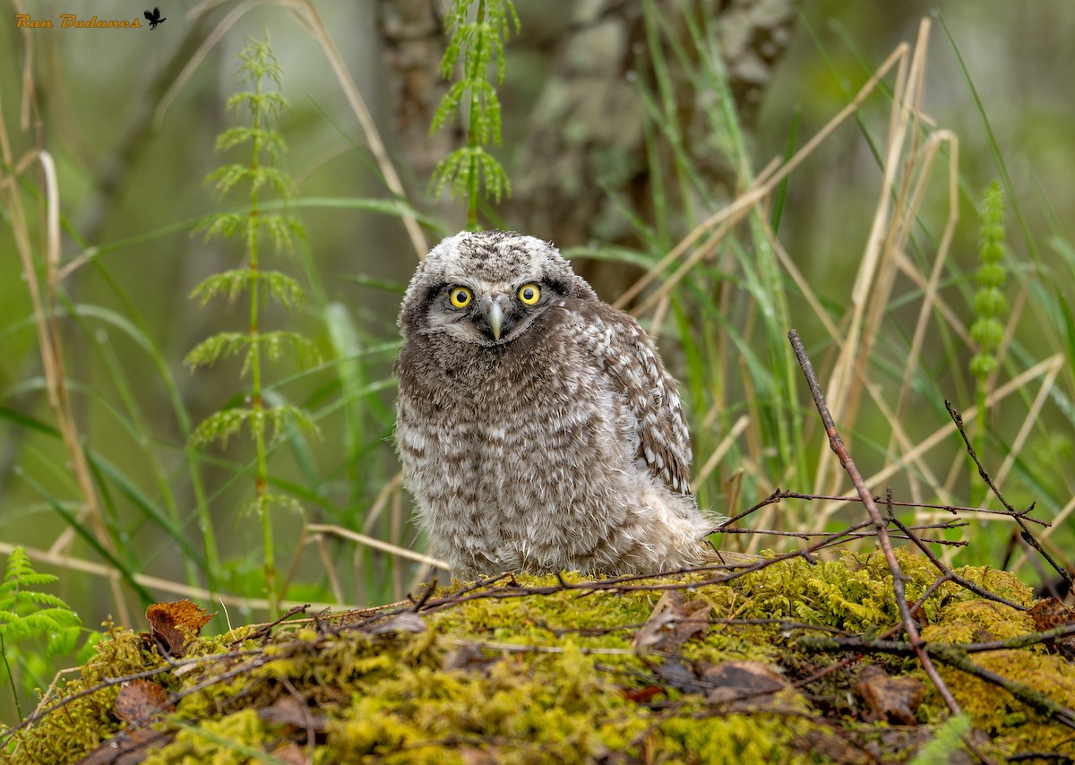 Northern Hawk Owl - ML637005638